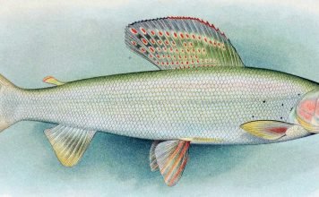 Белый байкальский хариус: фото, описание ценной рыбы