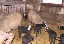 «Банный день» для овец или дезинсекция