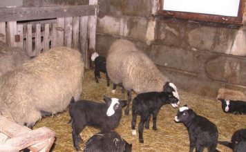 «Банный день» для овец или дезинсекция