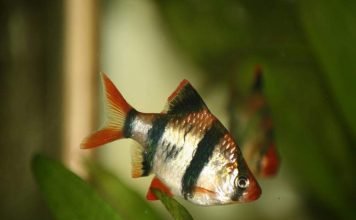 Барбус суматранский: фото, описание аквариумной рыбки