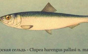 Беломорская сельдь, или беломорка