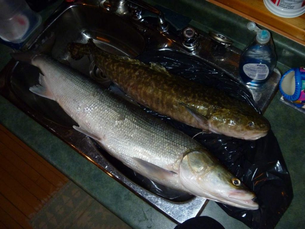 Белорыбица крупная промысловая рыба