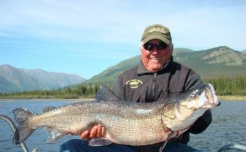 Белорыбица – крупная промысловая рыба