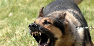 Бешенство у собак: в чем опасность заболевания?