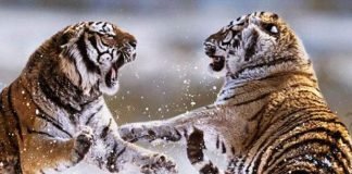 Бои диких животных: фотографии смертельных схваток