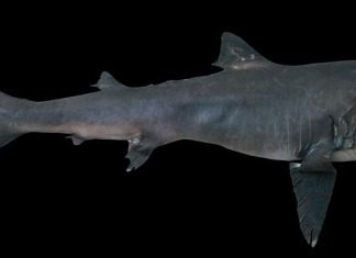 Большеротая акула — редкий экземпляр планеты Земля