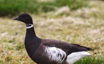 Черная казарка: фото, описание, повадки птицы
