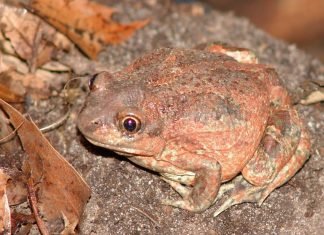 Чесночница – лягушка с навыками крота