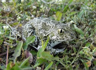 Чесночница сирийская: фото и описание лягушки