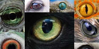 Удивительные глаза животных – зеркало Земной фауны