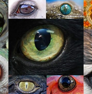 Удивительные глаза животных – зеркало Земной фауны