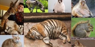 Толстые животные: забавные кадры