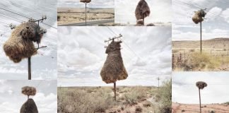 Гнезда на столбах: «высотные отели» африканских ткачиков