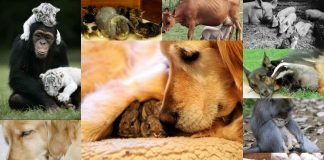 Возможно ли усыновление в мире животных?