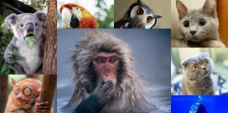 Удивленные животные: галерея «с выпученными» глазами