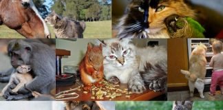 Странная дружба животных: кошки и их лучшие товарищи
