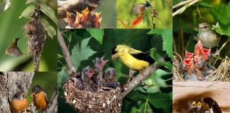 Кормление птенцов: уникальные фото живой природы