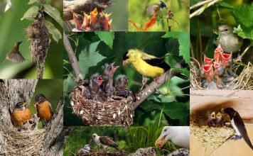 Кормление птенцов: уникальные фото живой природы