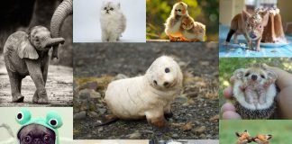 Фото самых милых животных: усатые и хвостатые «няшки»