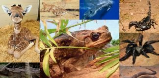 Мир животных в цифрах: от 0 до 10