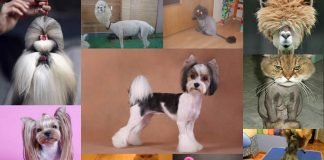 Прически для животных: умопомрачительный груминг