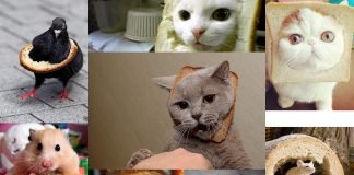 Животные в хлебе: озорство или голод?