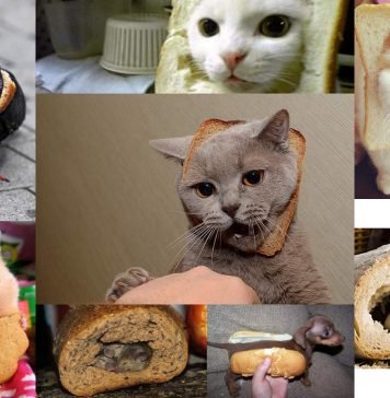 Животные в хлебе: озорство или голод?