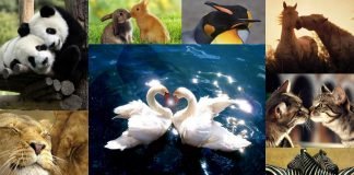 Влюбленные животные: как выразить чувства без слов?