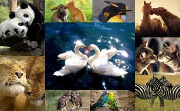 Влюбленные животные: как выразить чувства без слов?