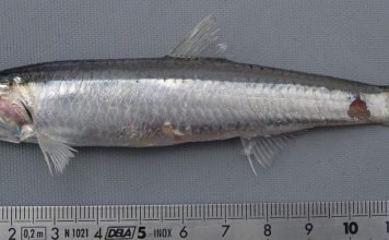 Европейский анчоус – мелкая рыбешка большого значения