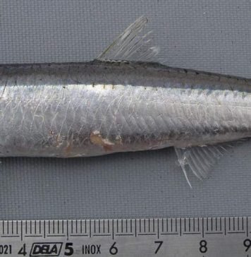 Европейский анчоус – мелкая рыбешка большого значения