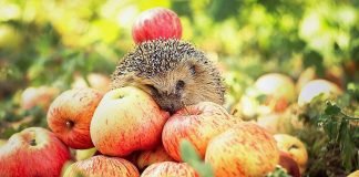 Приманиваем в сад ежей