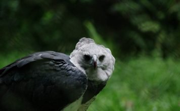 Гарпия южноамериканская