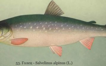 Голец арктический: фото, видео