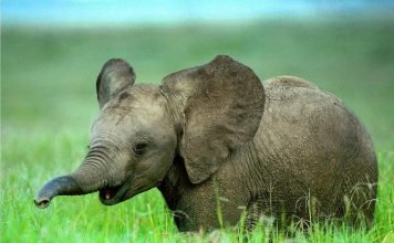 Как разговаривают животные друг с другом