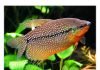 Гурами жемчужный: мирная аквариумная рыбка