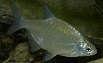 Густера – близкий родственник леща