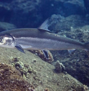 Ханос – молочная рыба