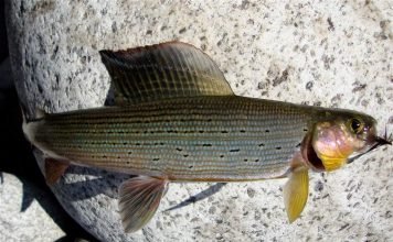 Рыба хариус: что известно о ней?