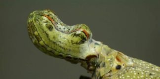 Интересные факты о насекомых: все, что скрыто от посторонних глаз