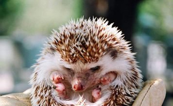 Эфиопский еж