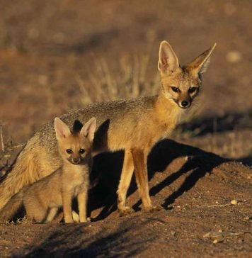 Южноафриканская (серебристая) лисица