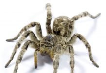 Южнорусский тарантул: фото, видео