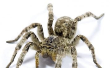 Южнорусский тарантул: фото, видео