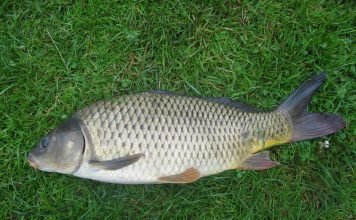 Карп: фото рыбы-долгожителя