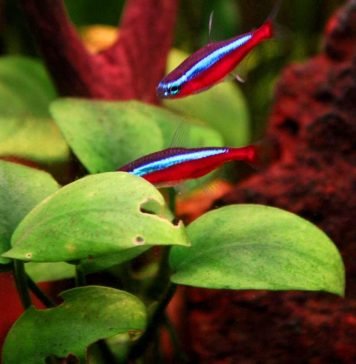 Неон красный – яркий представитель Южной Америки