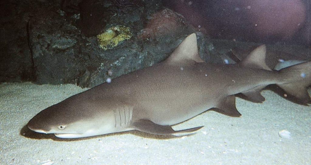 Лимонная акула острозубая хищница