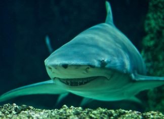 Лимонная акула – острозубая хищница