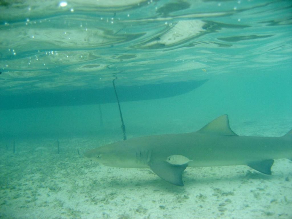 Лимонная акула острозубая хищница