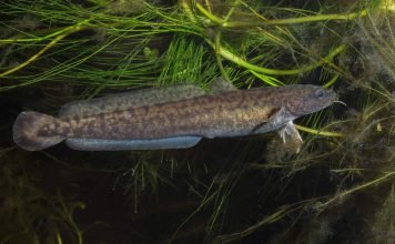 Рыба налим: та, что любит холод